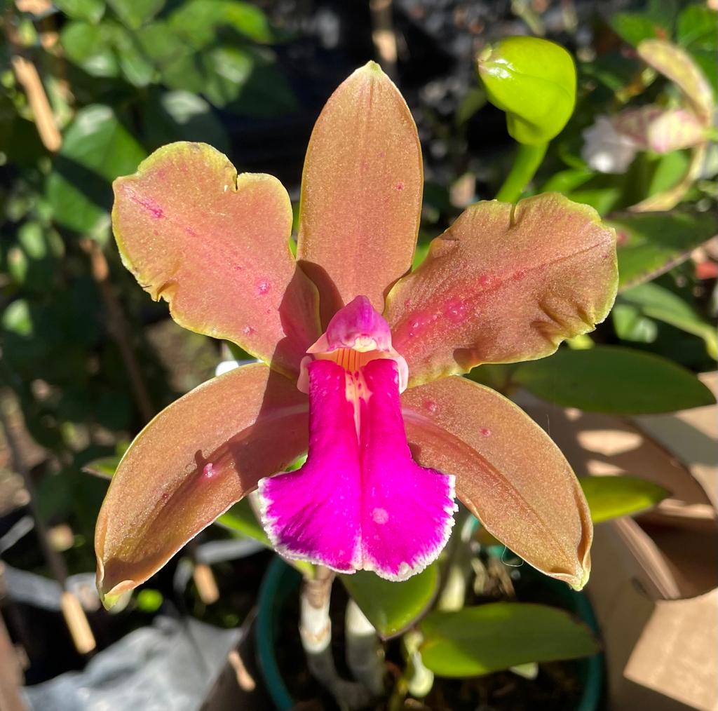 Cattleya bicolor  "Bronze"