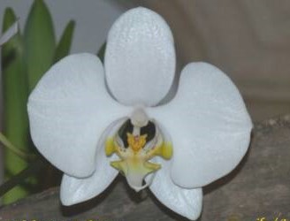 Phalaenopsis amabilis "Palawan"