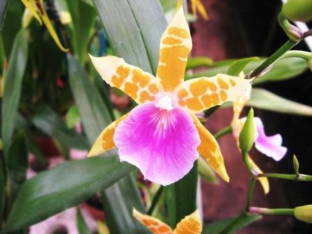 88_Miltonia-Binotii_3