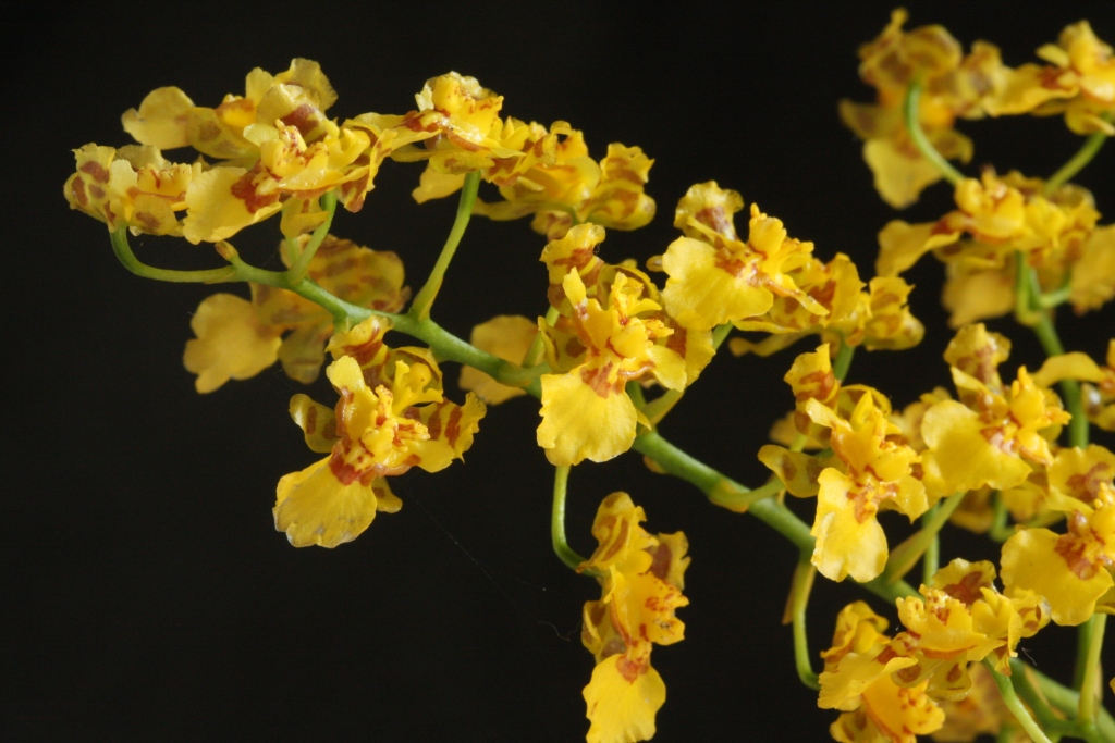 Baptistonia venusta