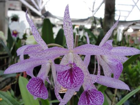 Bc. Maikai "Louise" AM/AOS