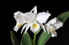 Cattleya labiata var. Alba x self