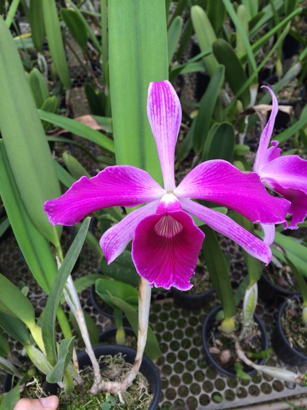 Laelia purpurata var. sanguinea