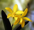 Laelia esalqueana