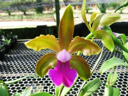 Cattleya bicolor