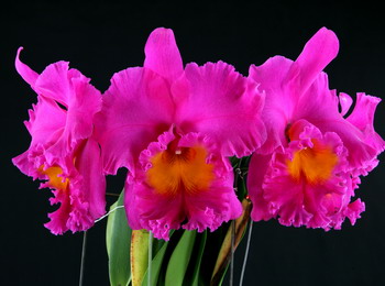 Blc. Pink Empress