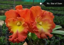 Blc. (Rlc.) Star of Siam "Pumpkin"