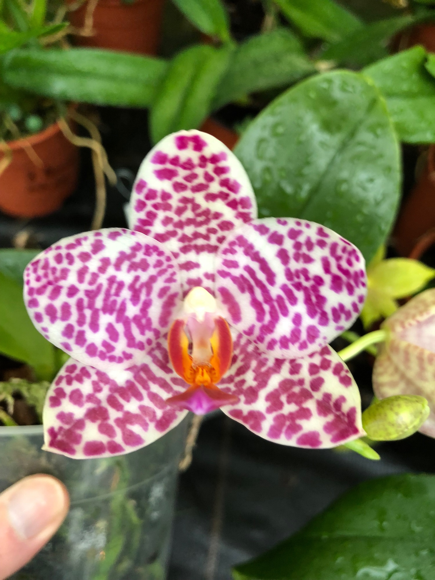 Phalaenopsis Sogo Spot "#1"