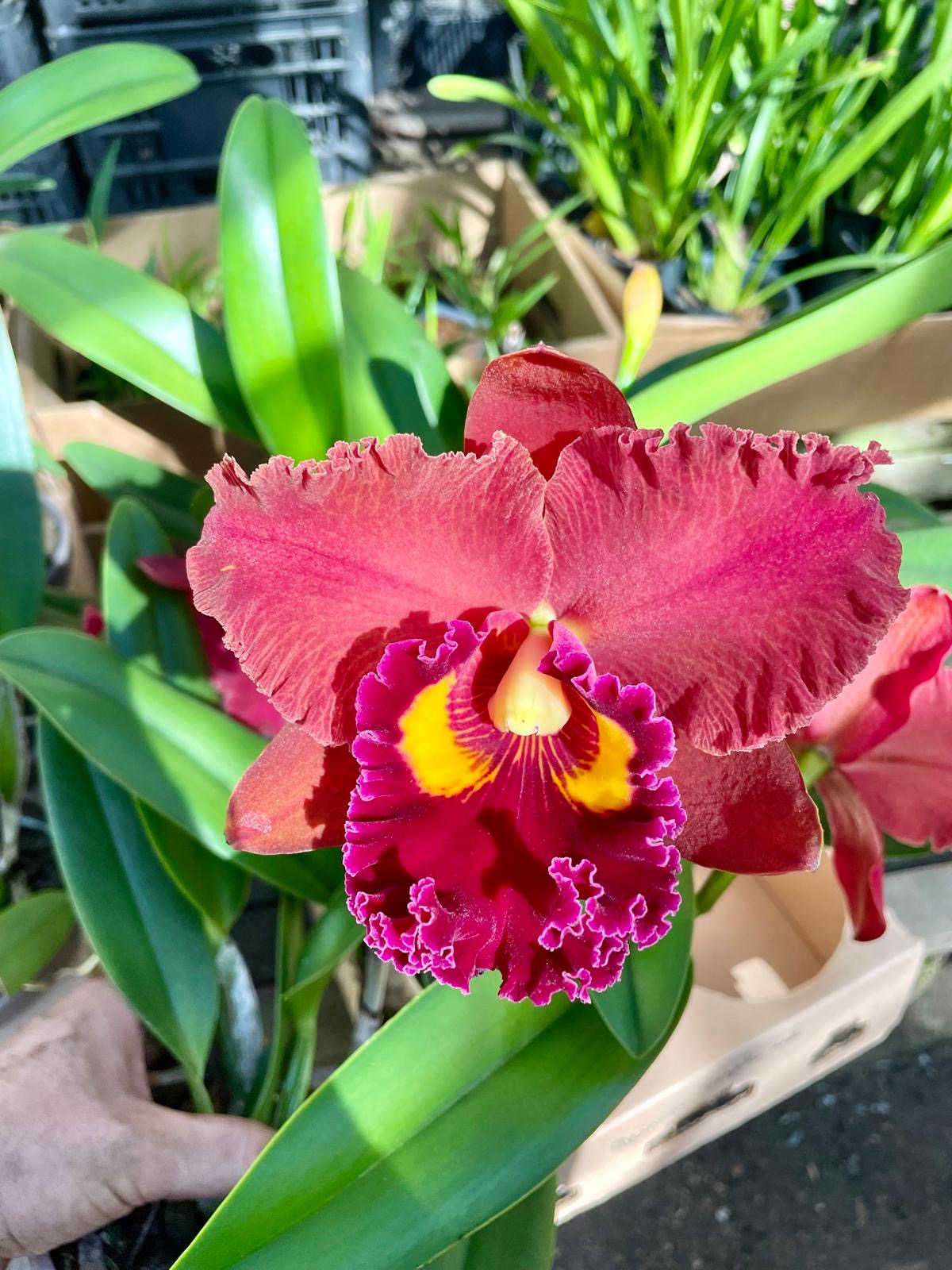 Miriam-Suzuki-red Blc. Miriam Suzuki "Red"