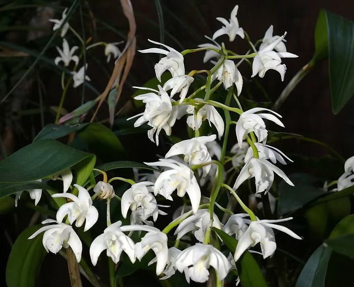 Dendrobium kingianum "Album" Dendrobium kingianum "Album"
