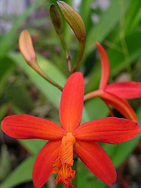 Laelia milleri 