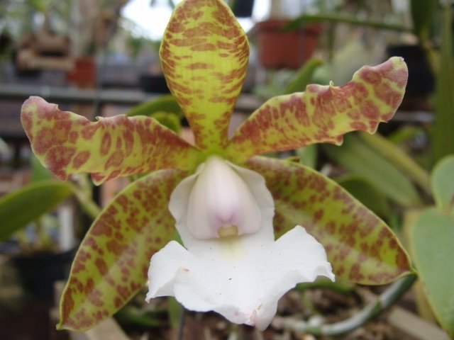 Cattleya aclandiae (Albescens x Tipo)