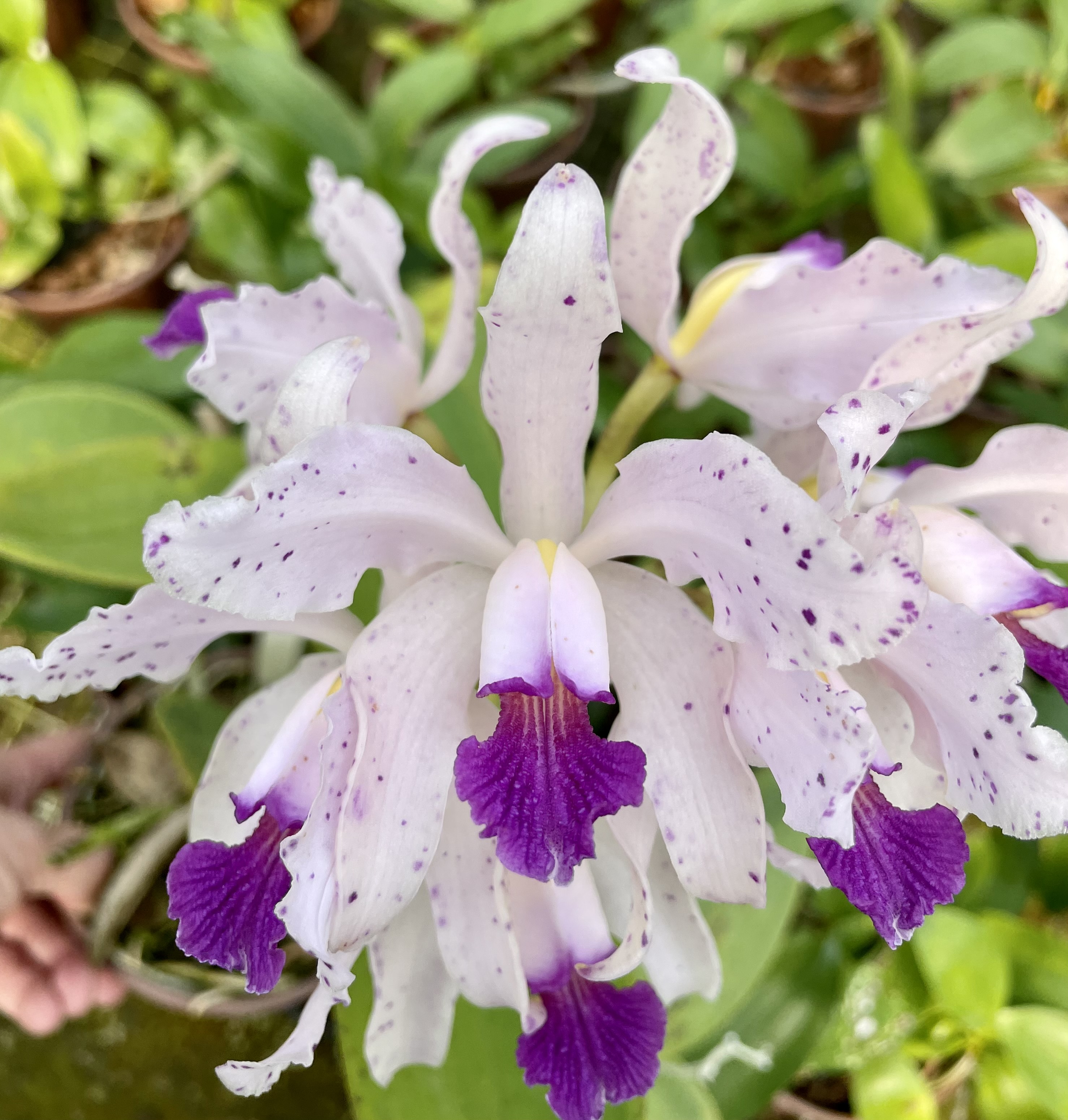 Cattleya amethystoglossa var. Coerulea (Liza x Atalaia)
