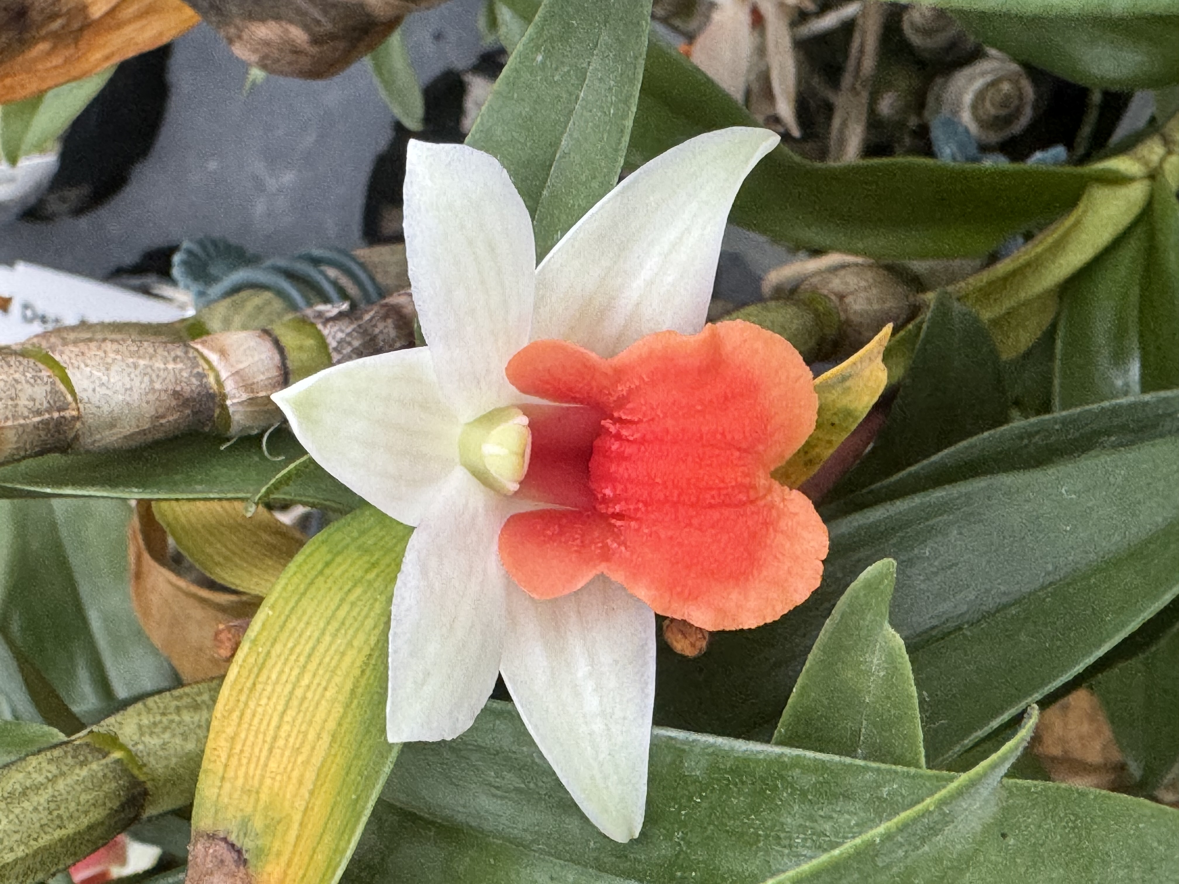 Dendrobium Jiaho Candy