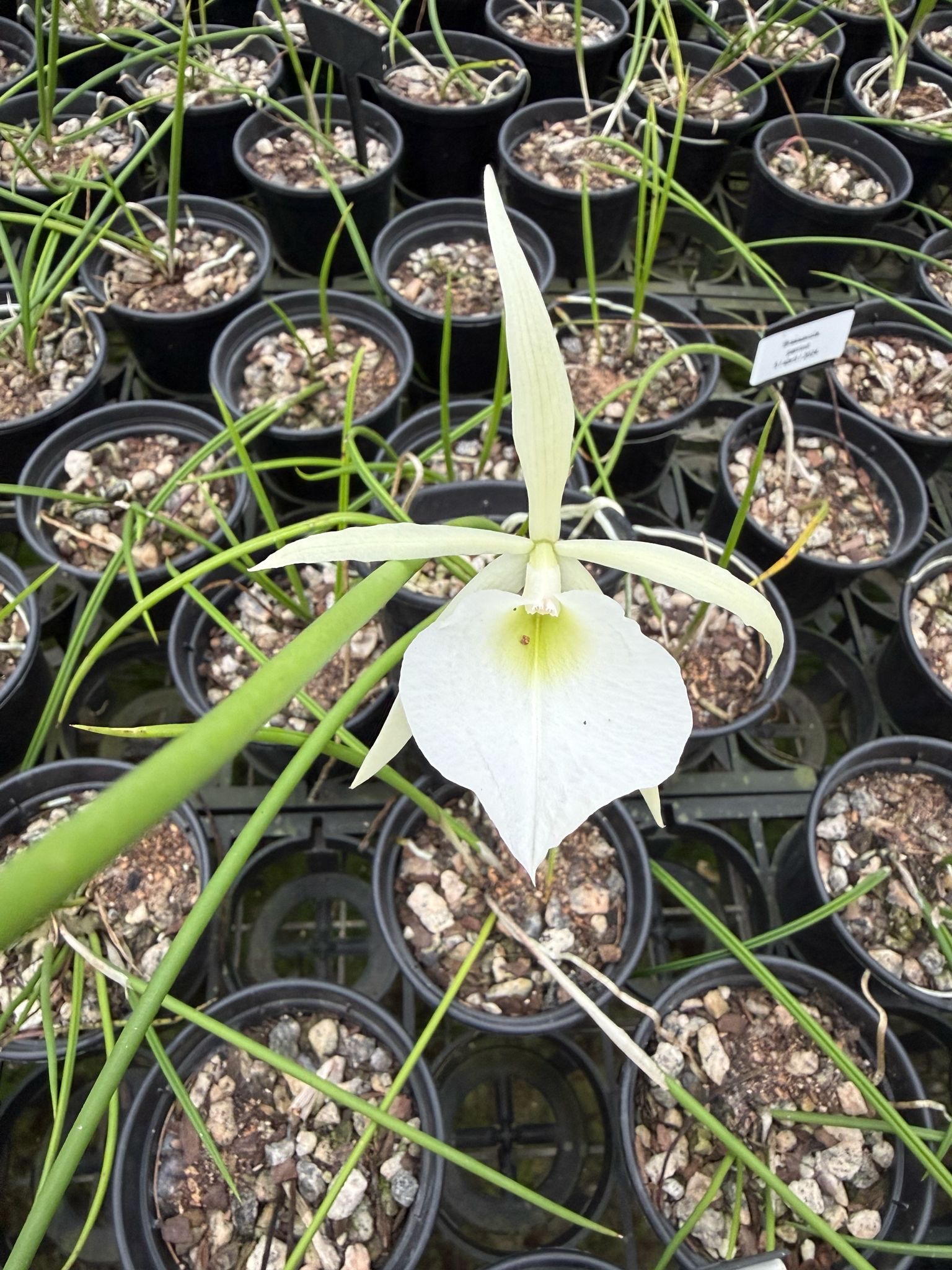 Brassavola perrinii