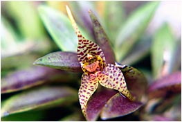 Dryadella zebrina