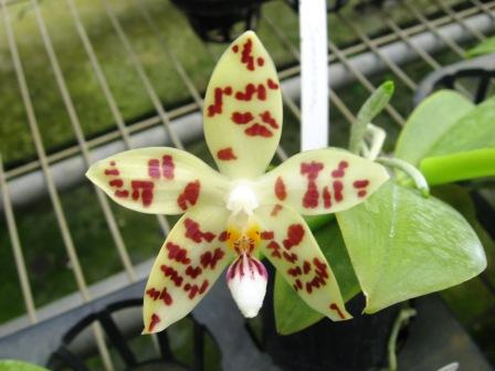 Phalaenopsis sumatrana
