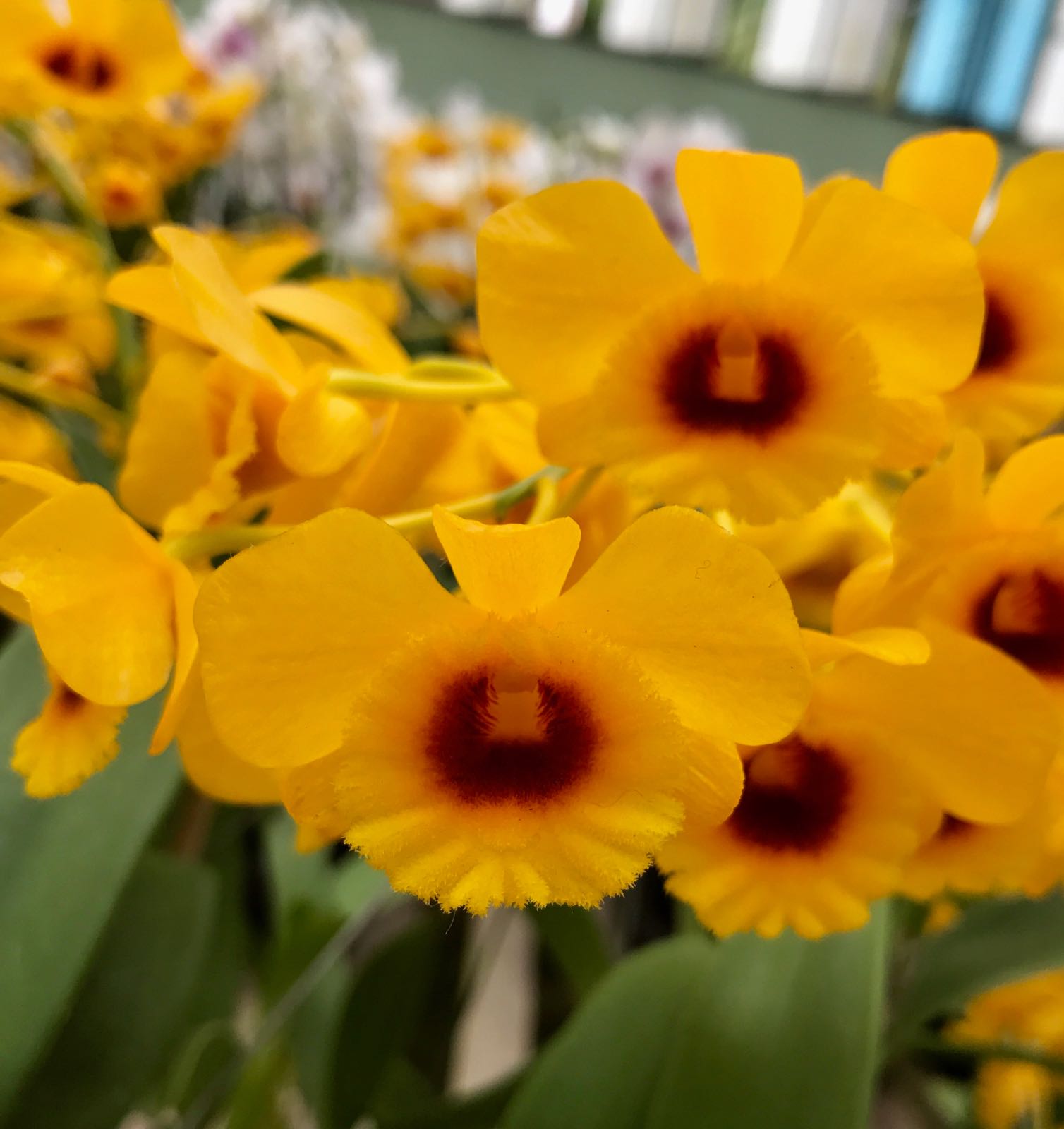 Dendrobium chrysotoxum