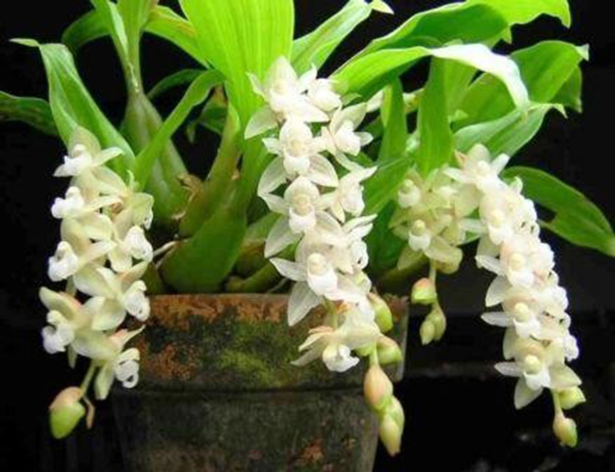 Pholidota chinensis