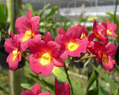 Cattleytonia Why Not "Roundabout" AM/AOS