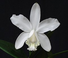 Cattleya loddigesii var. Alba "Johnny F1" x self