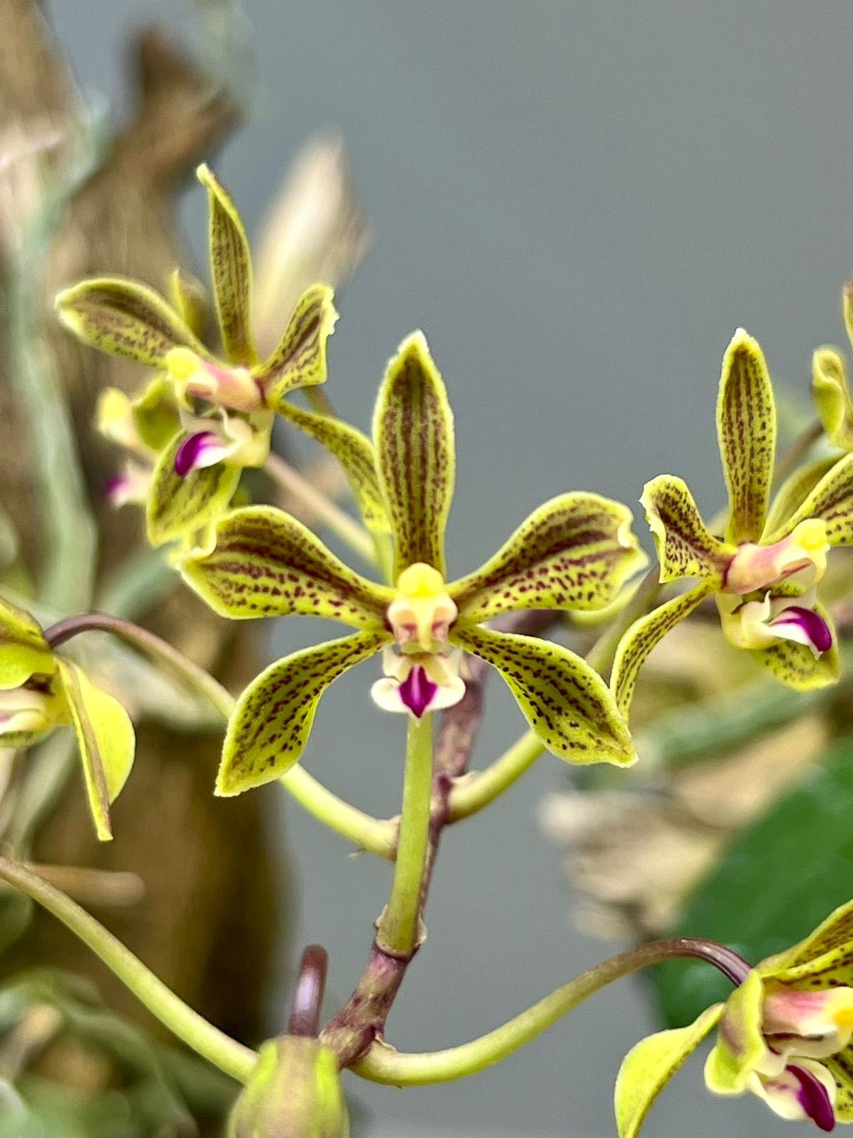 Phalaenopsis natmataungensis