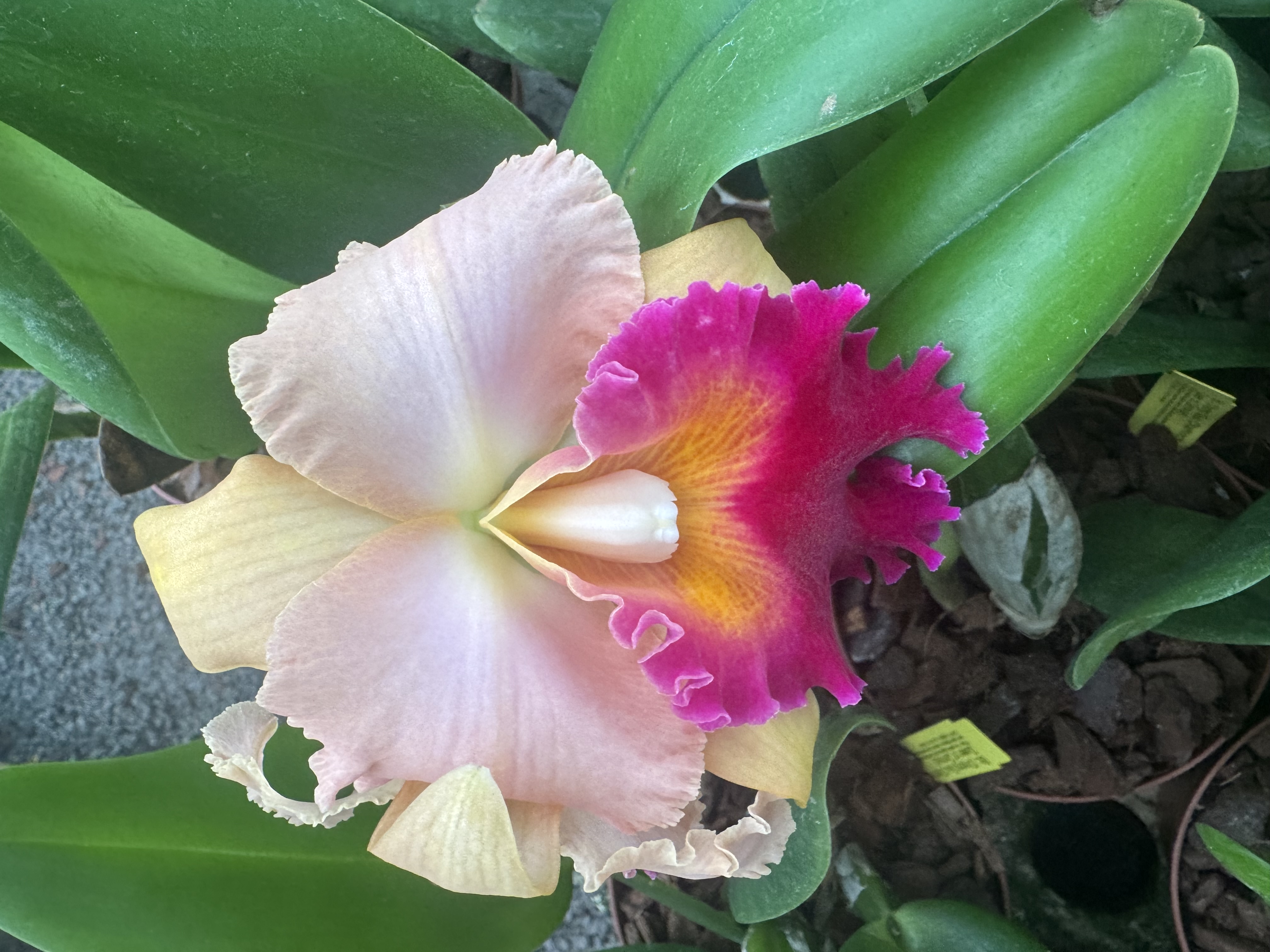 Blc. (Chyong Guu Chaffinch x Queen of Carnival)
