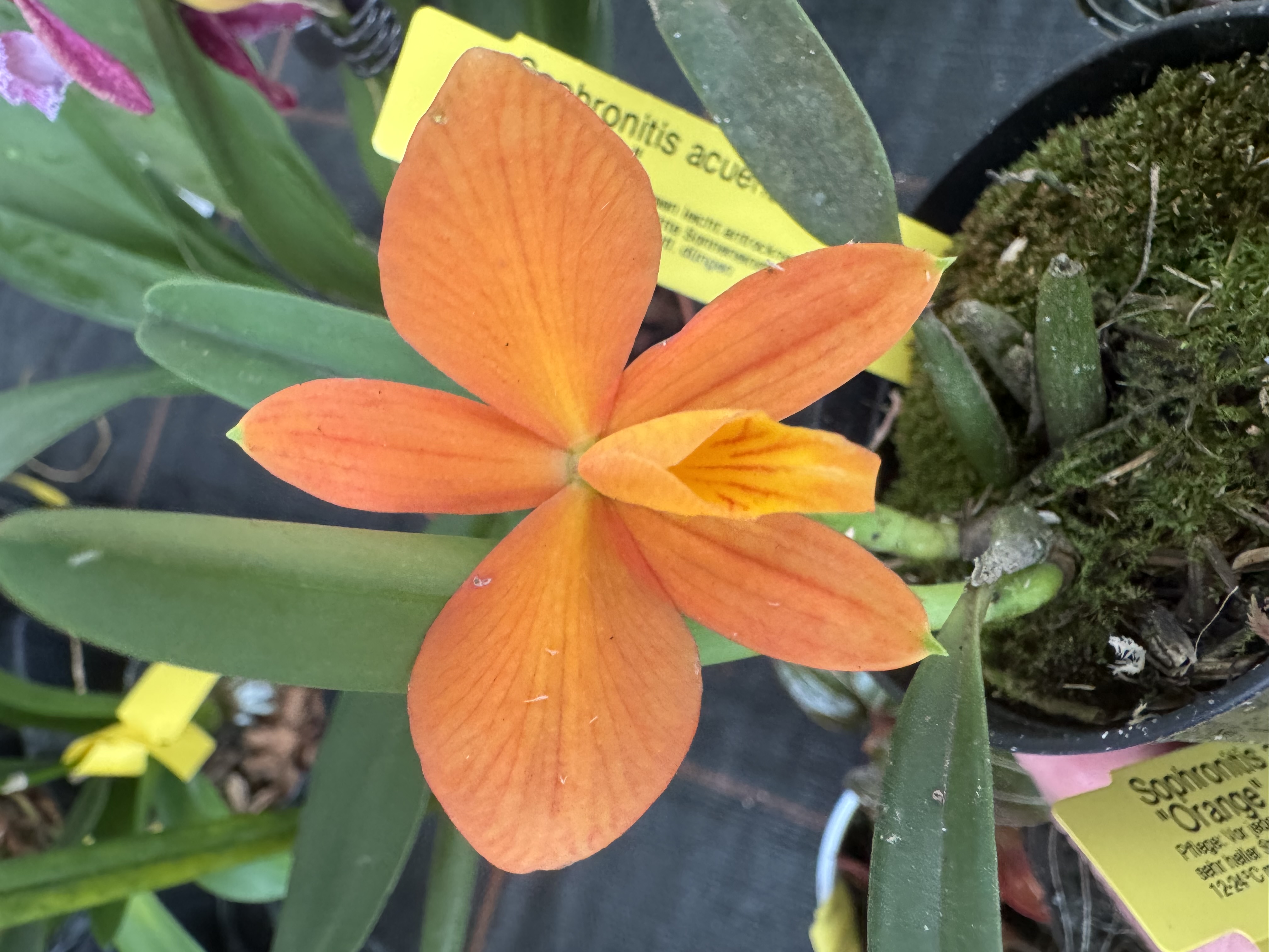 Sophronitis acuensis "Orange"