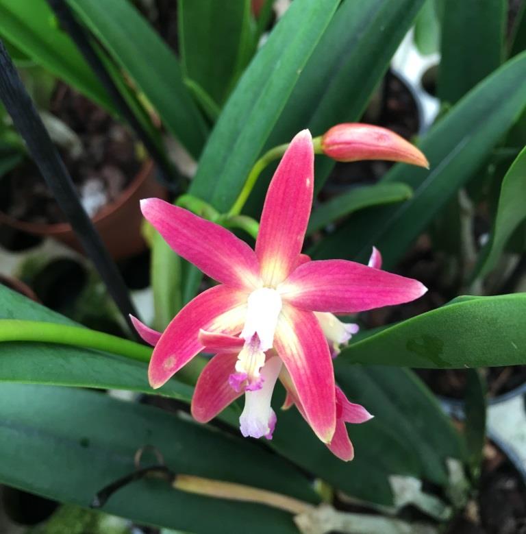 Laelia rupestris x harpophylla