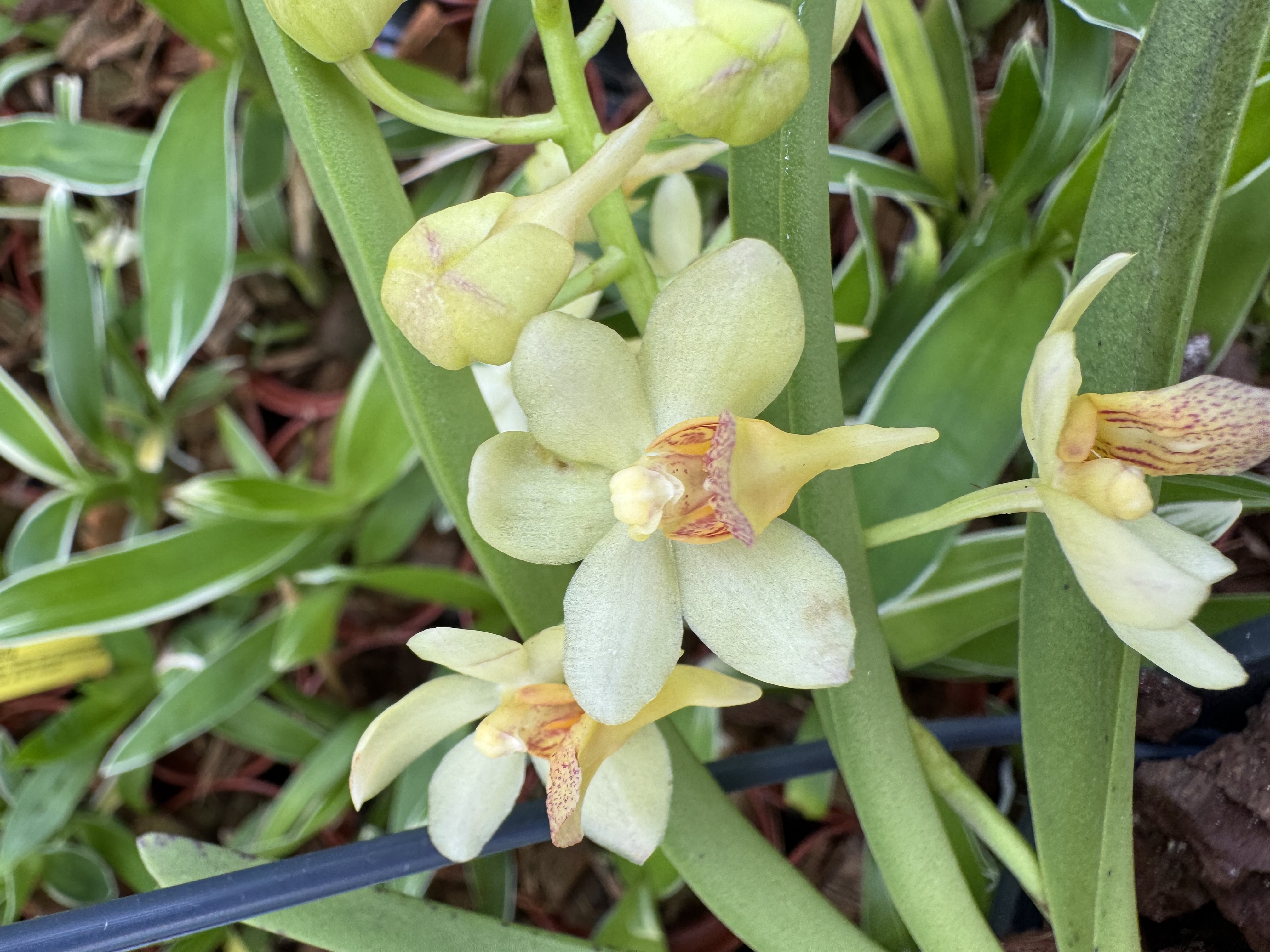 Holcostylis MS Sunlight x Asctm. aurantiacum