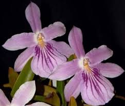 Miltonia spectabilis rosea