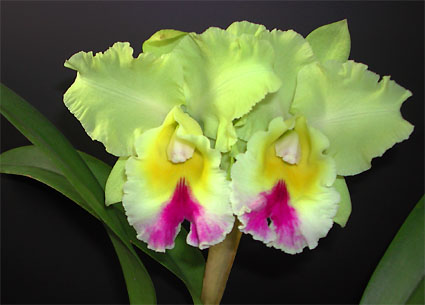 Blc. Goldenzelle "Taida"
