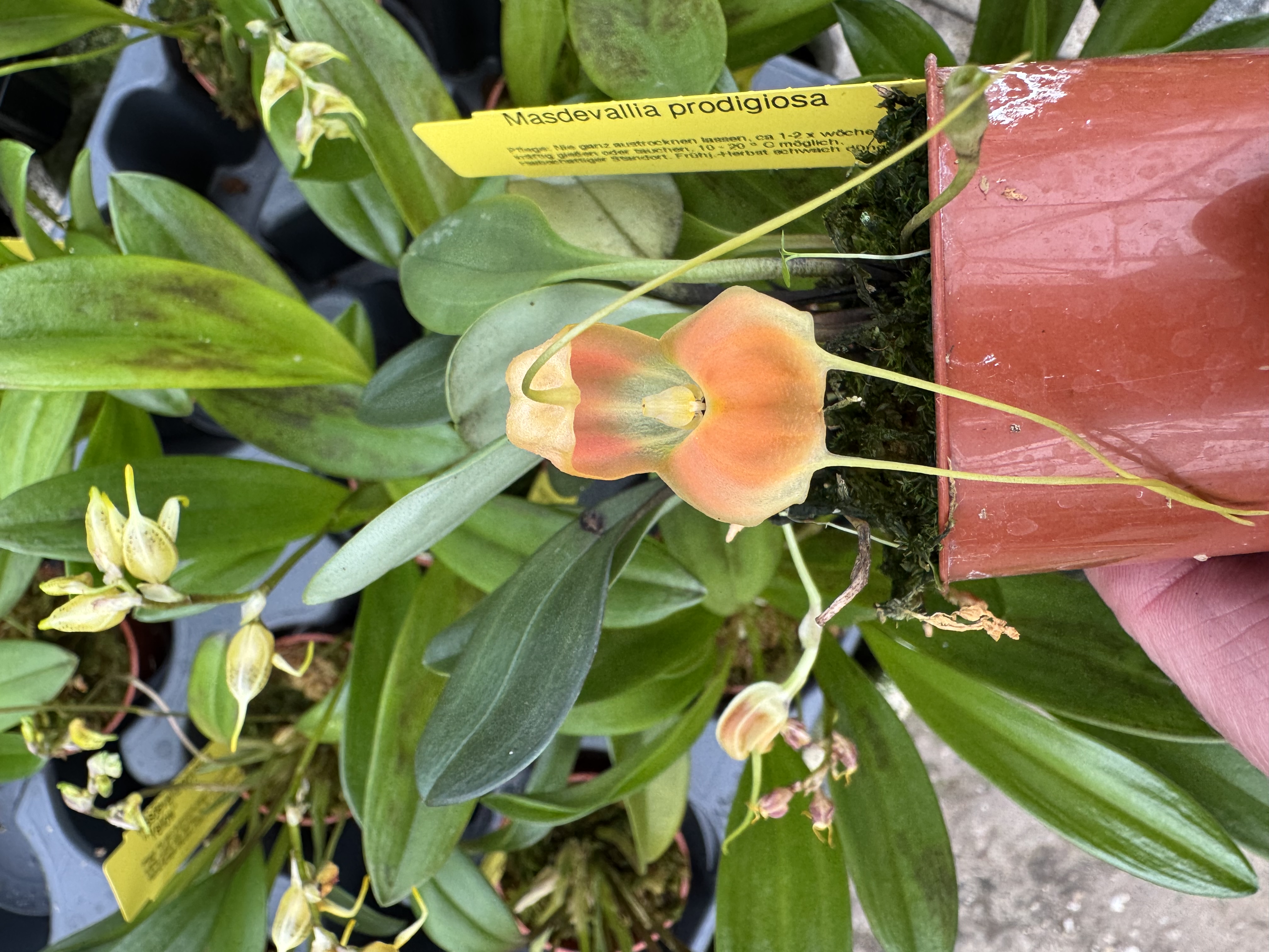 Masdevallia prodigiosa