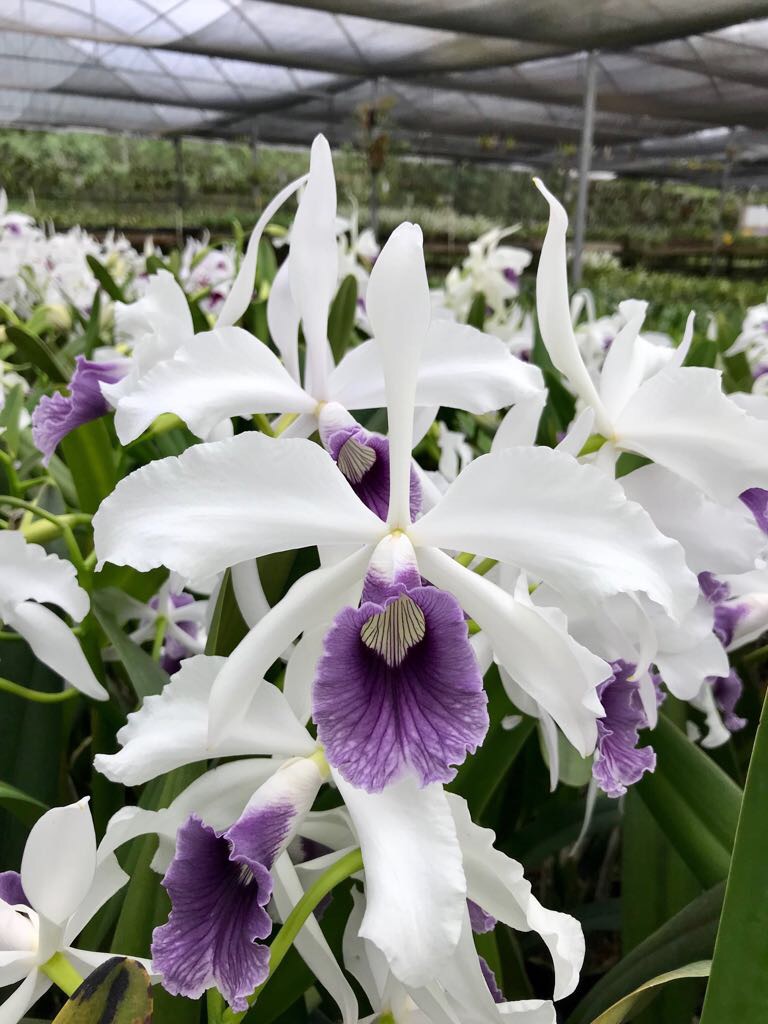 Laelia purpurata var. Werkhaeuseri