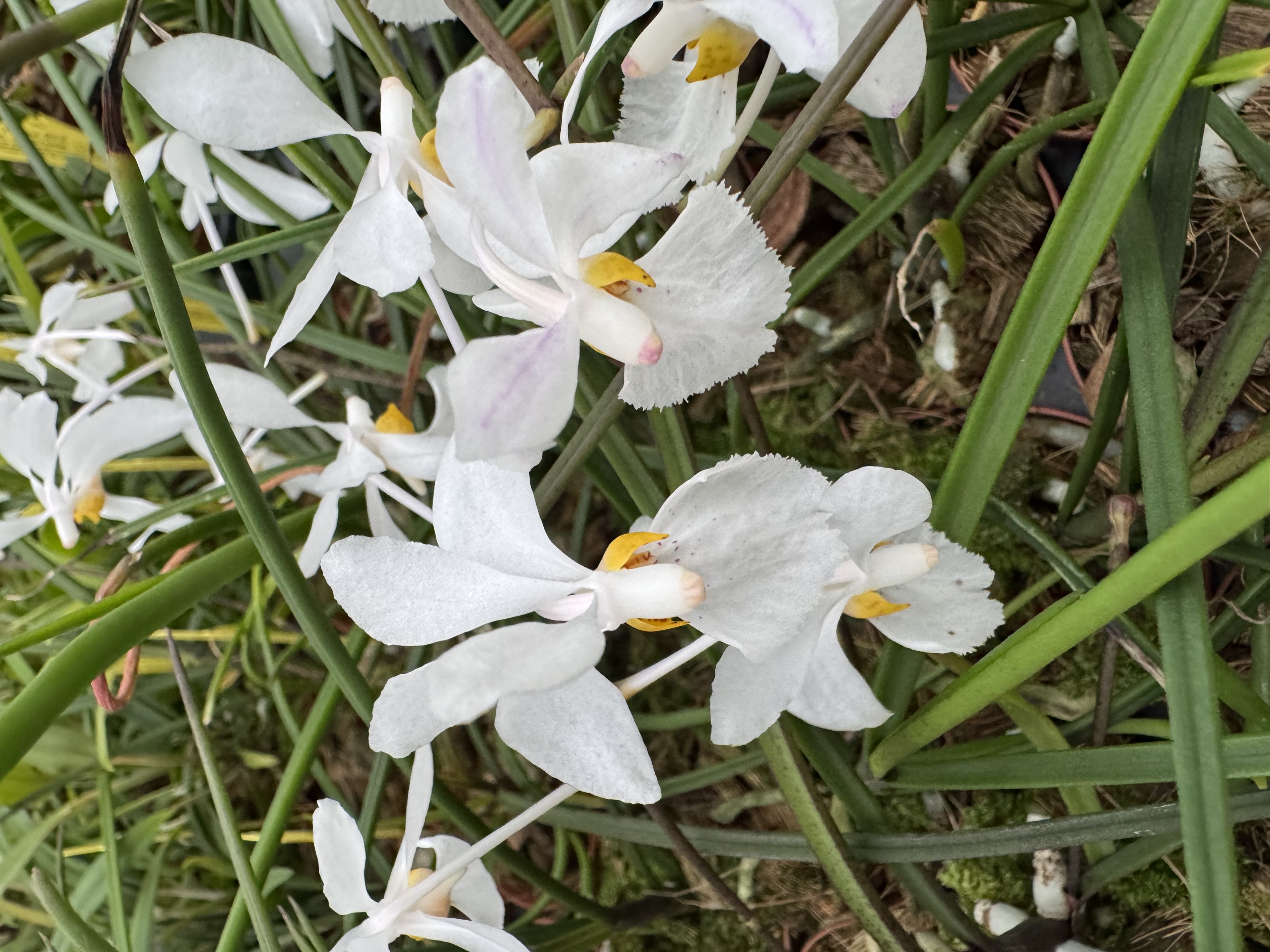 Holcoglossum watsonii x wangii