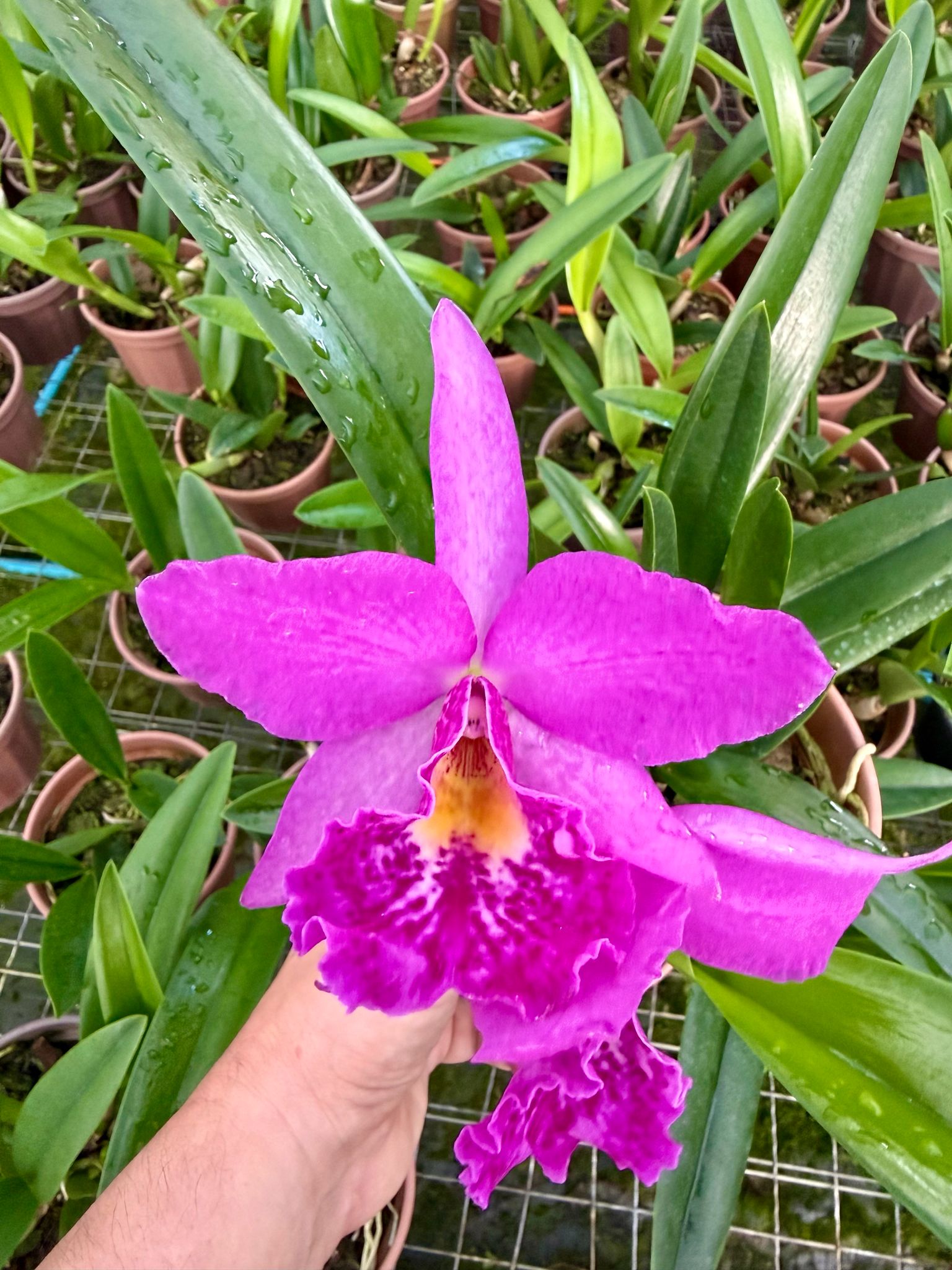 Bc. Maikai x Blc. Thiago Suzuki