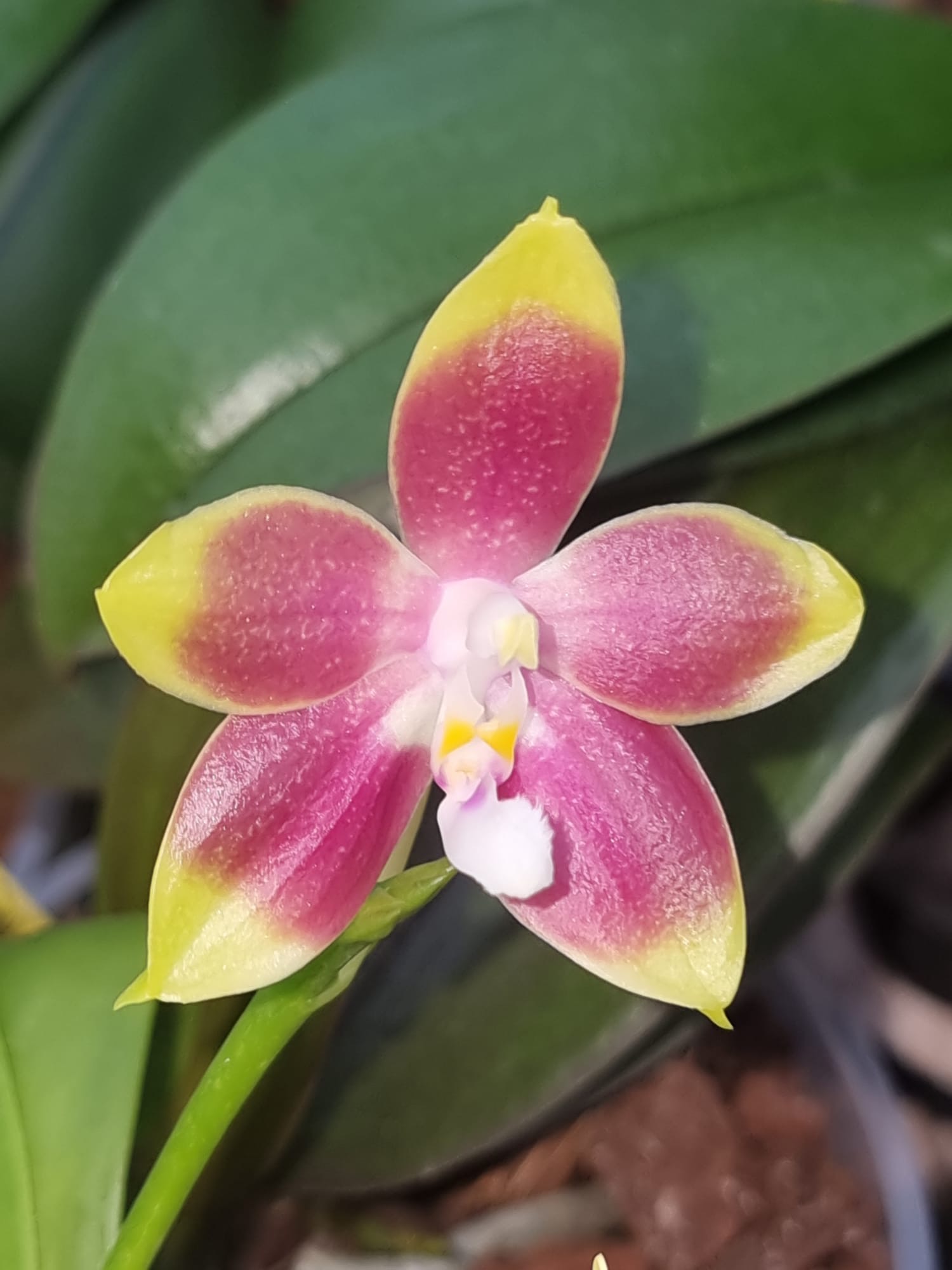 Phalaenopsis (Tetrasambo x Tying Shin Fly Eagle) x [Kenanga x (Jennifer Palermo x KS Happy Eagle)]