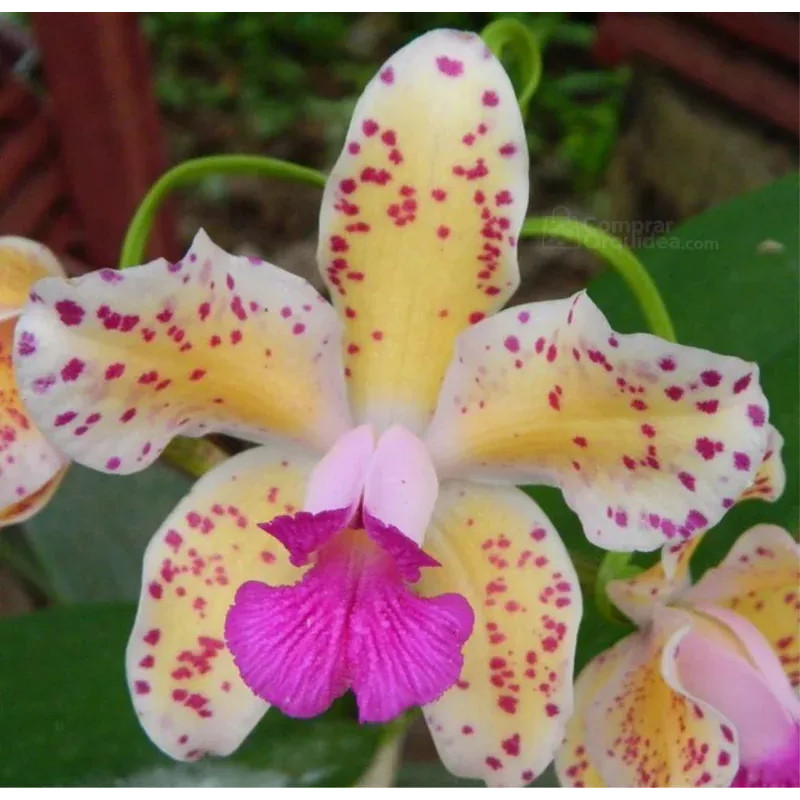 Cattleya amethystoglossa ("Aurea" x "Vassoral")