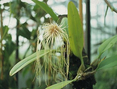 Bulbophyllum medusae