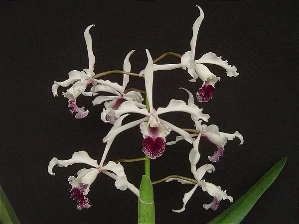 Laelia crispa "Rosada"
