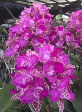 Cattleya Yuan Dung Sweet "Dragon Fruit"