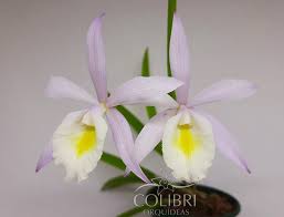 Brassavola tuberculata x Cattleya harrisoniae