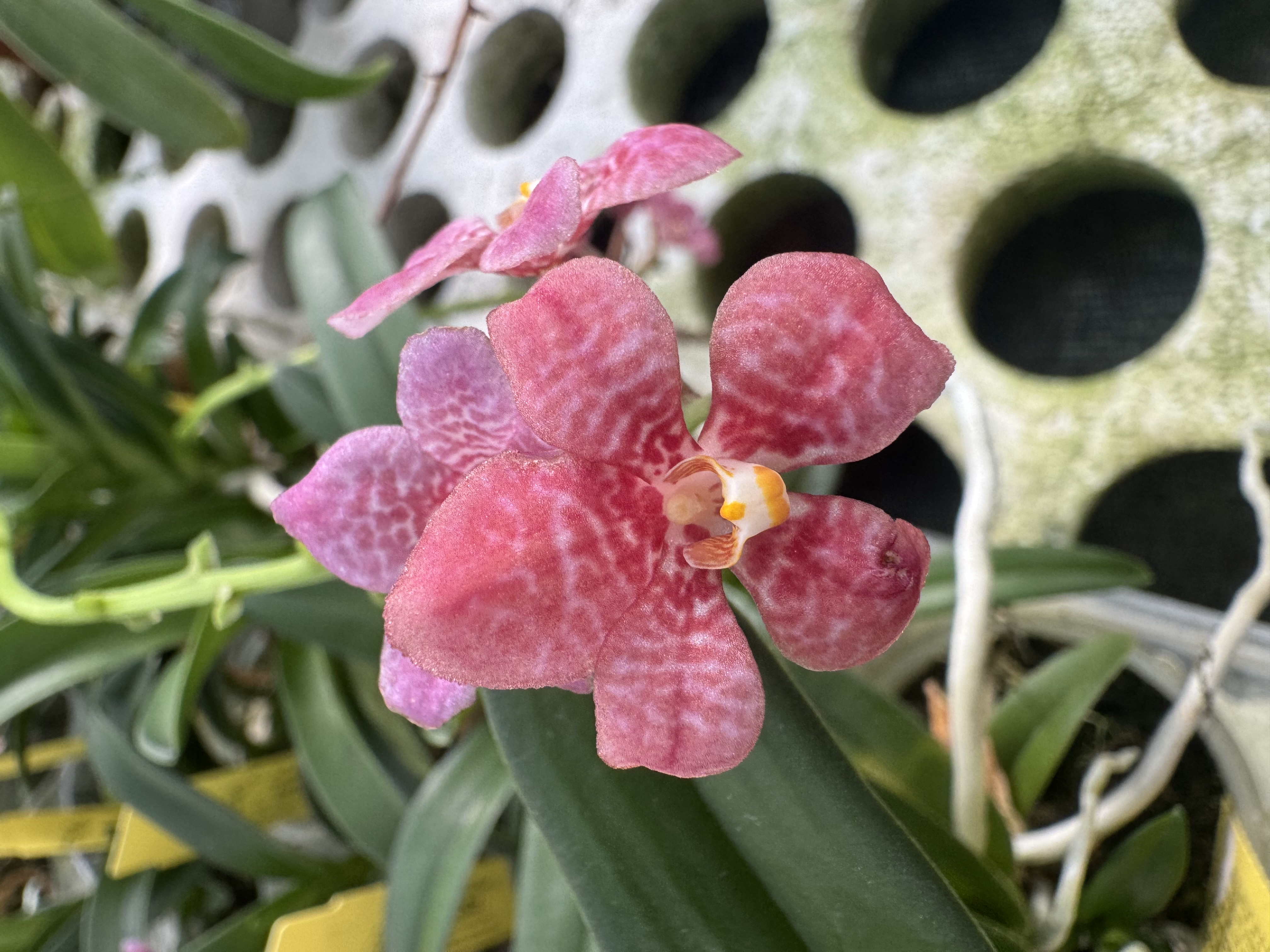 Sarcochilus Kulnura Opus x Kulnura Ultimate
