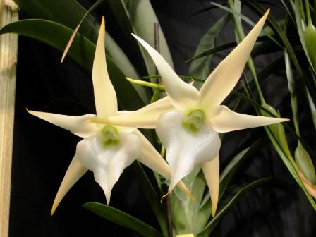 Angraecum Crestwood