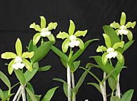 Cattleya leopoldii var. Alba x self