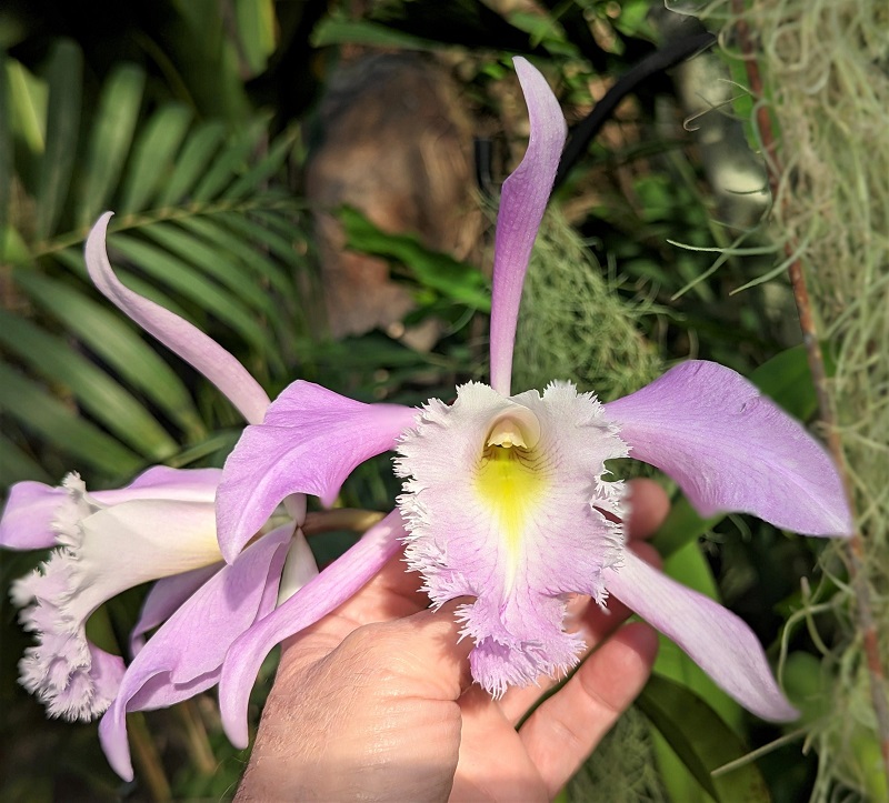 Bc. Terepaima