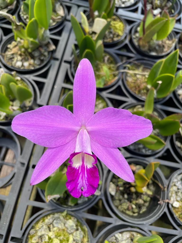 Laelia sincorana