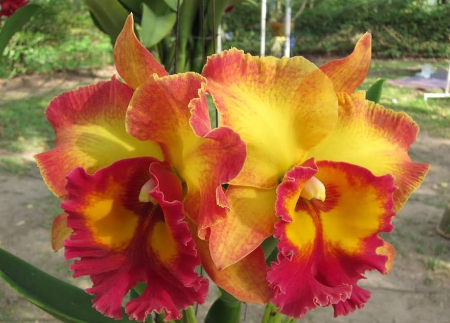 Blc. Chomthong Fancy "CT51"