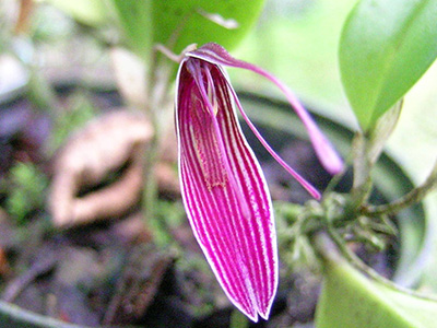 Restrepia muscifera