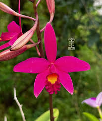 Laelia milleri x sincorana